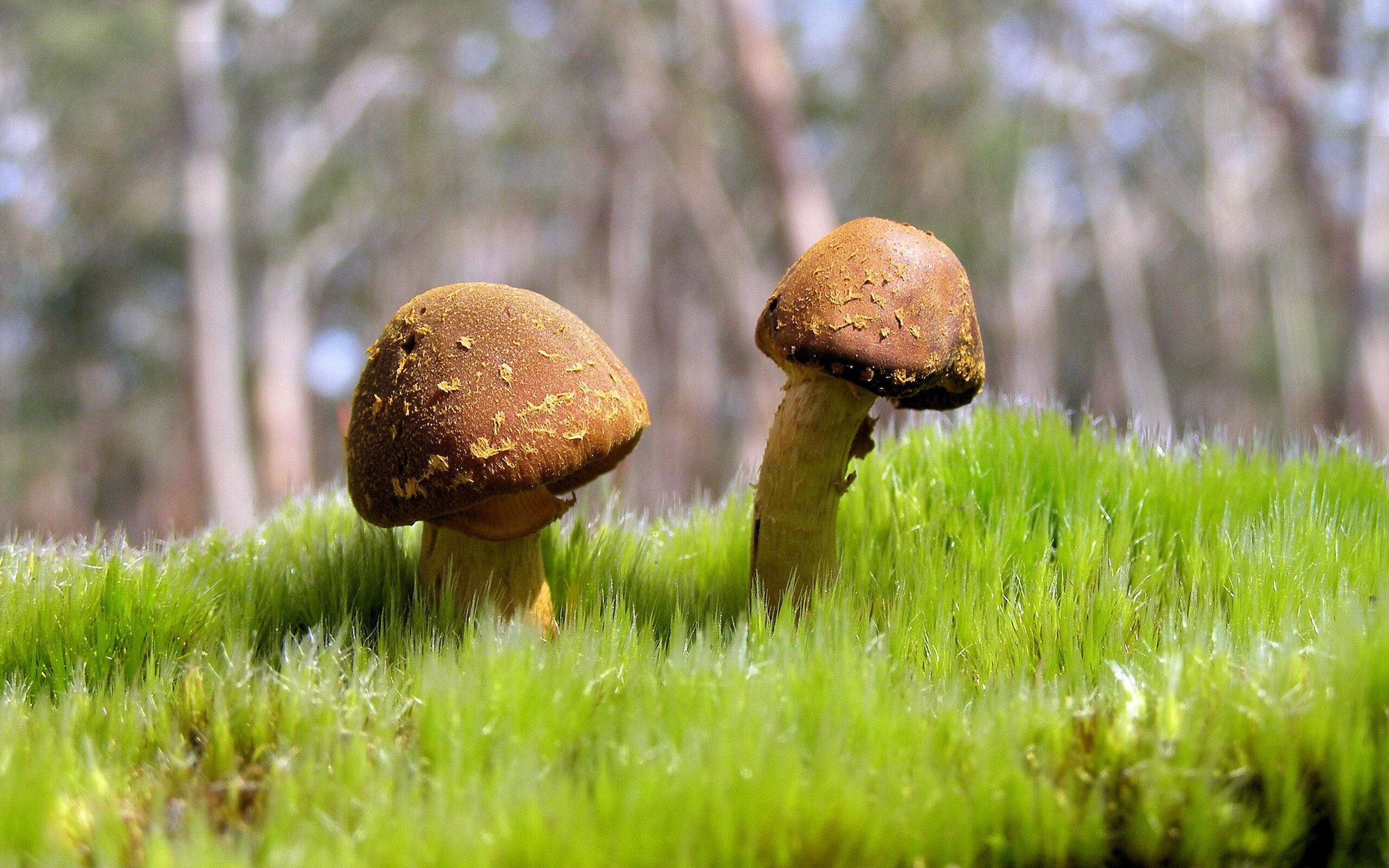 “法甲悬念升腾，豪门争霸进入最后阶段”，法甲新豪门