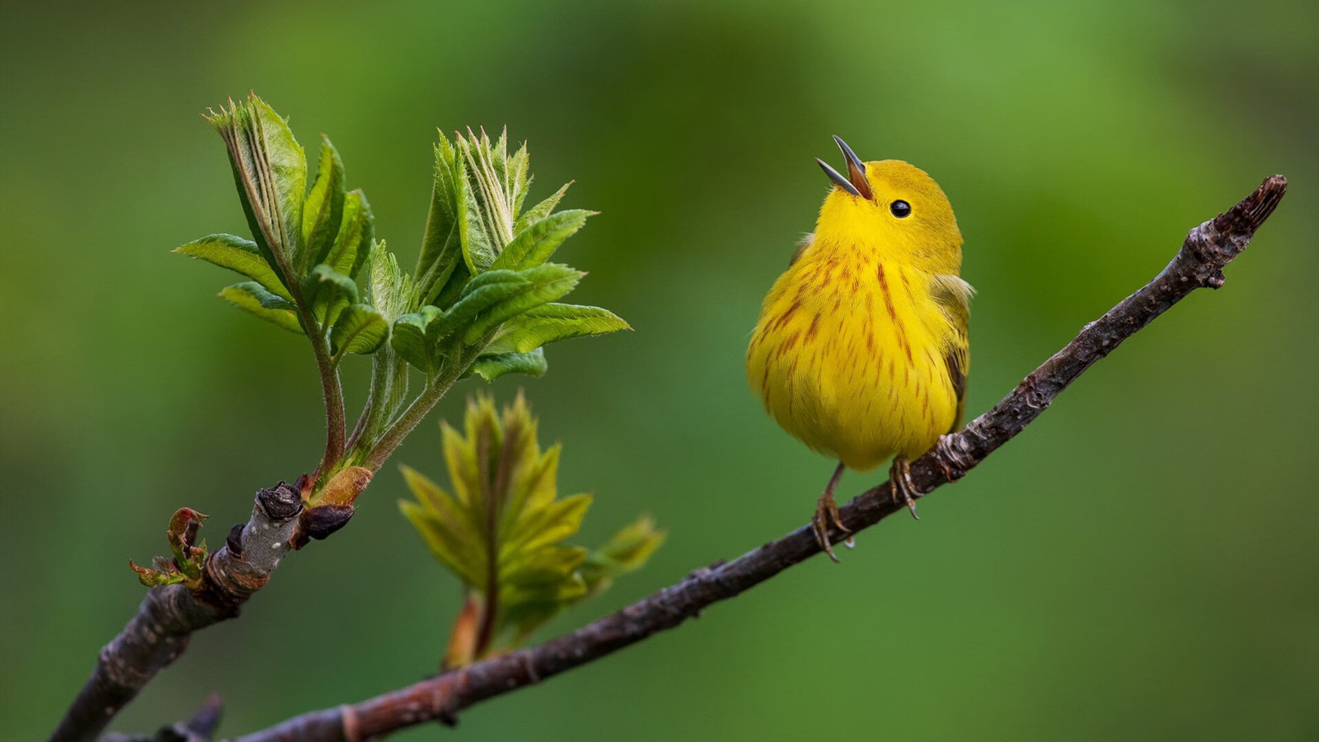 国家游泳队训练成效显著，成绩稳步提升，国家游泳队训练内容